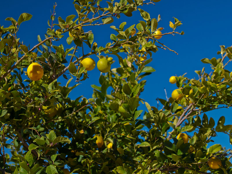 Namib Rand, Lemon